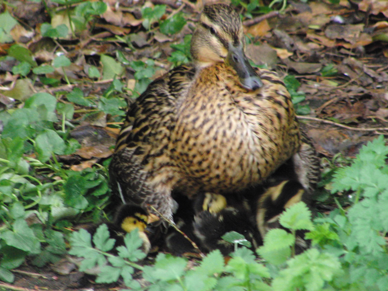 ducks and chicks