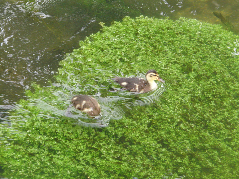 ducks ducking