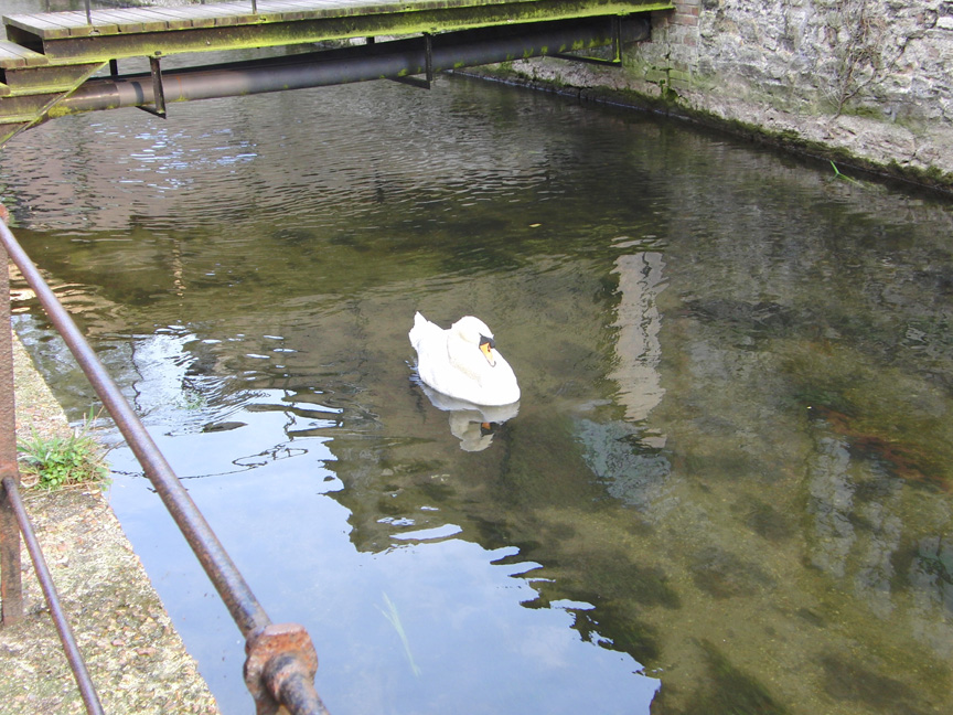 swan 2