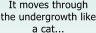 It moves through the undergrowth like a cat...