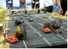 Scarlet Thunder pictures